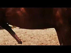 عشاء كورتني عراقي فيلم سكس عراقي كارتر مثير